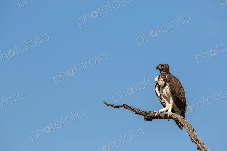 Martial eagle, Polemaetus bellicosus, perched against blue sky.