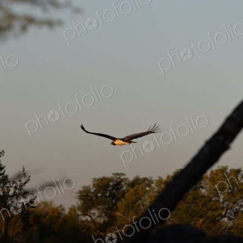 Martial eagle, Polemaetus bellicosus, soaring with wings spread.