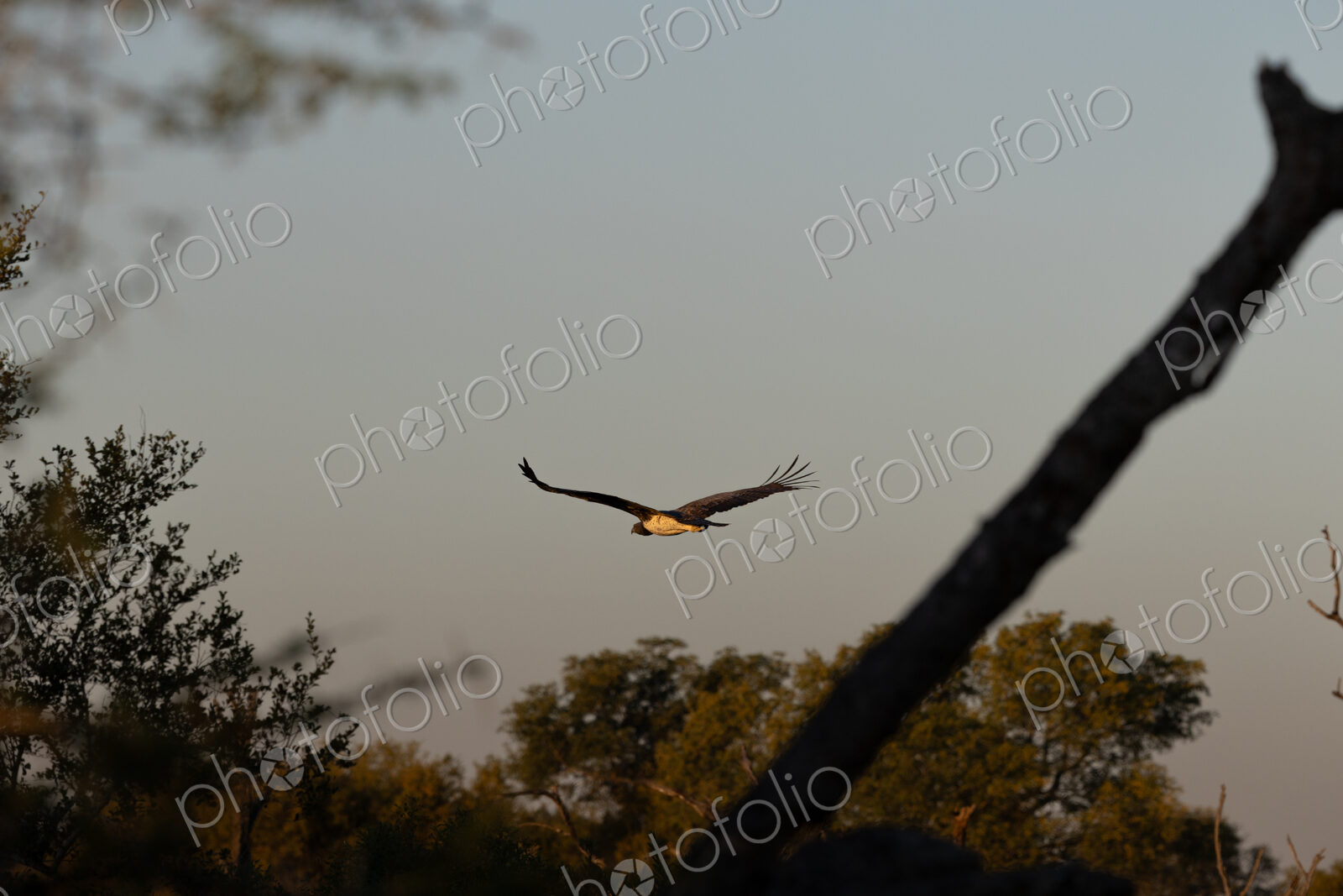 Martial eagle, Polemaetus bellicosus, soaring with wings spread.