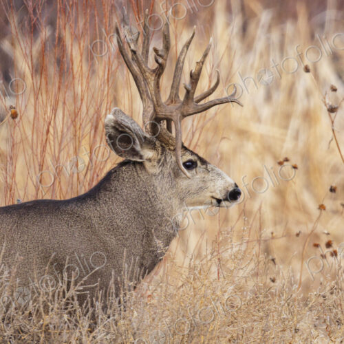 Mature Double Drop Tine Mule Deer Buck, Odocoileus hemionus, side view.