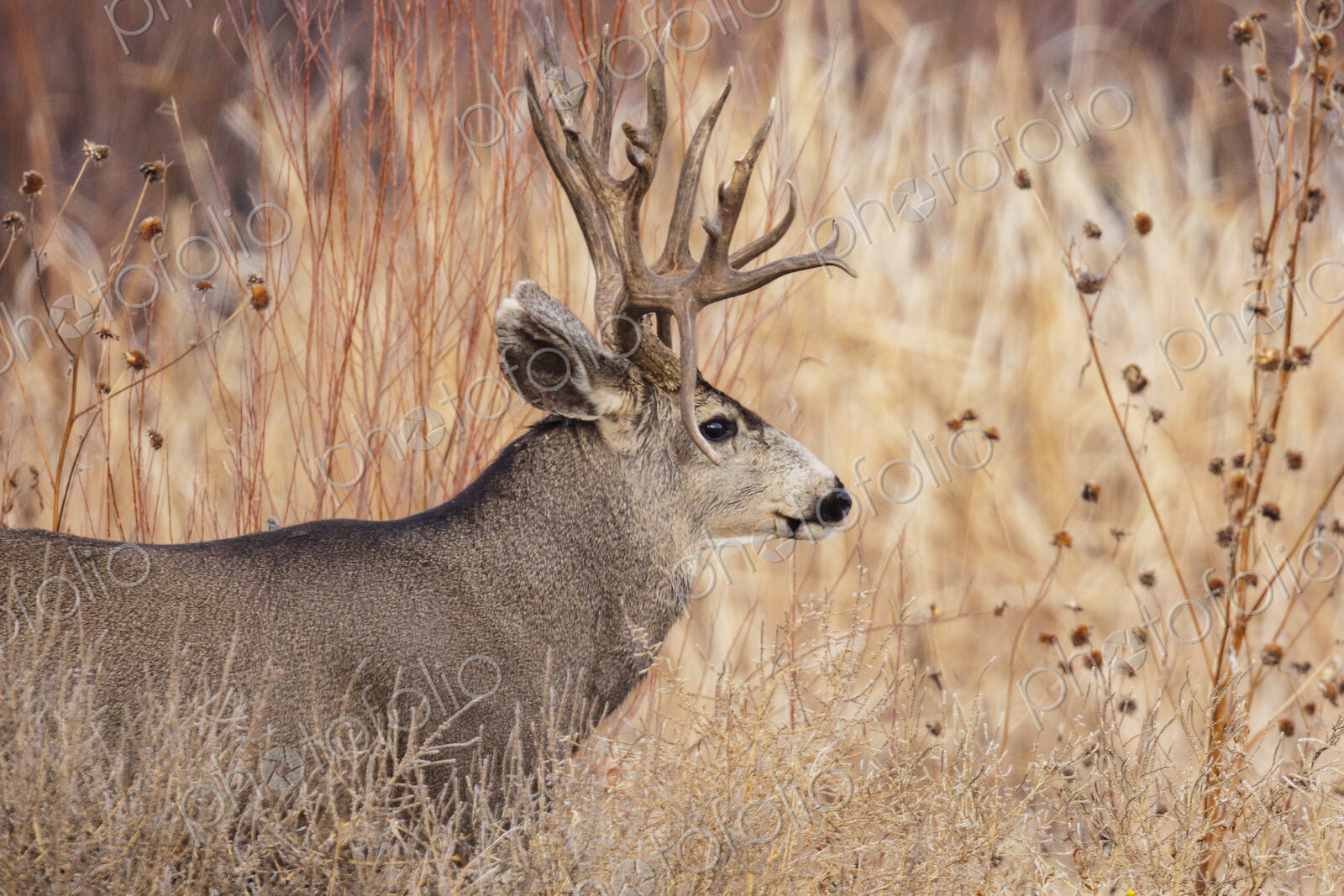 Mature Double Drop Tine Mule Deer Buck, Odocoileus hemionus, side view.