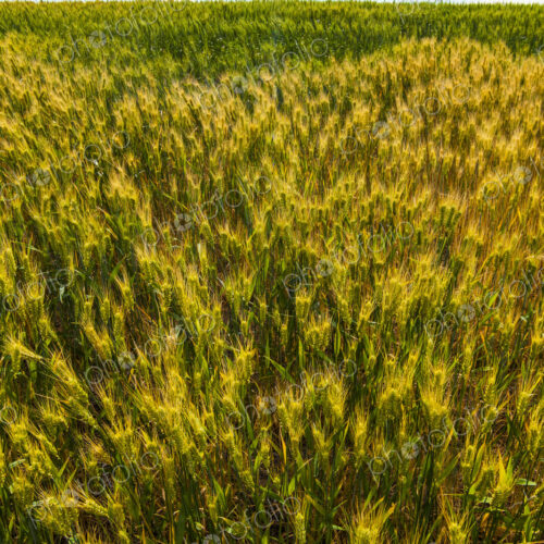 Mature wheat crop in a field, close up of the plants in growth.