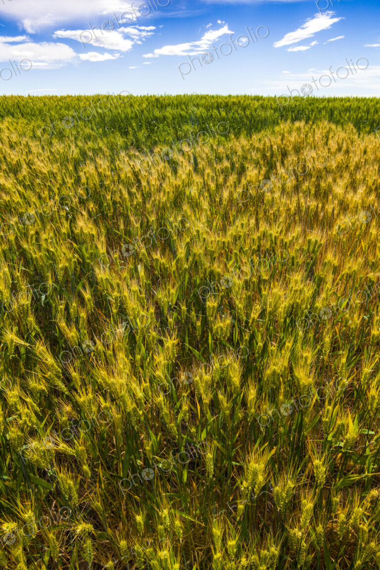Mature wheat crop in a field, close up of the plants in growth.