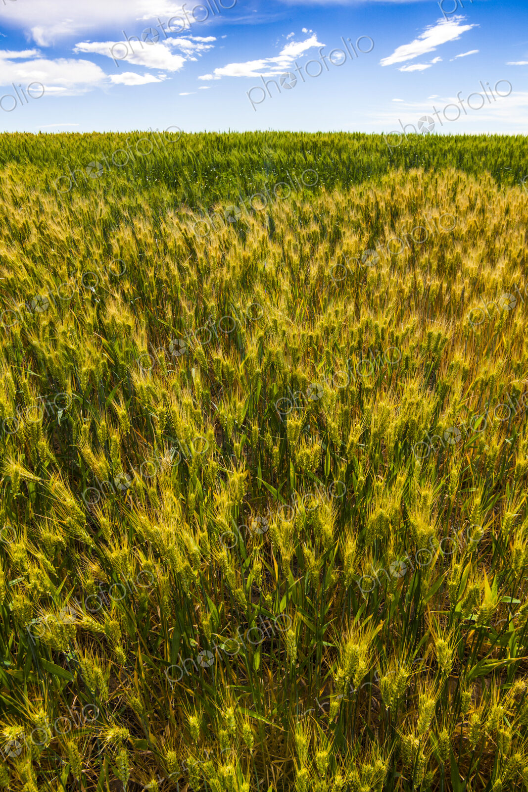 Mature wheat crop in a field, close up of the plants in growth.