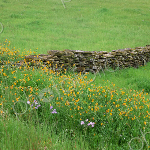 Meadow with stone wall and wildflowers. Meadow with stone wall and wildflowers.
