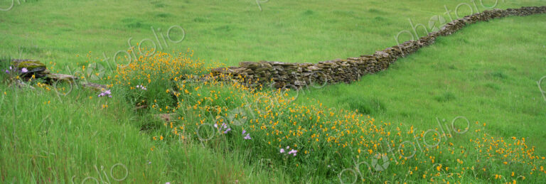 Meadow with stone wall and wildflowers.