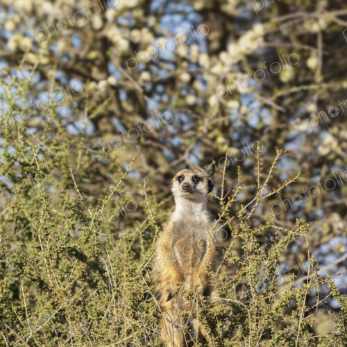 Meekat Sentry in a Bush with Flowering Acacia in the Background Kalahari Research…