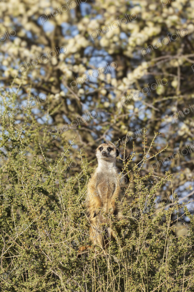 Meekat Sentry in a Bush with Flowering Acacia in the Background Kalahari Research…