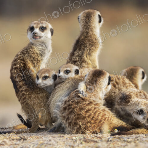 Meerkat, Suricata suricatta, a clan emerging from the burrow at dawn.