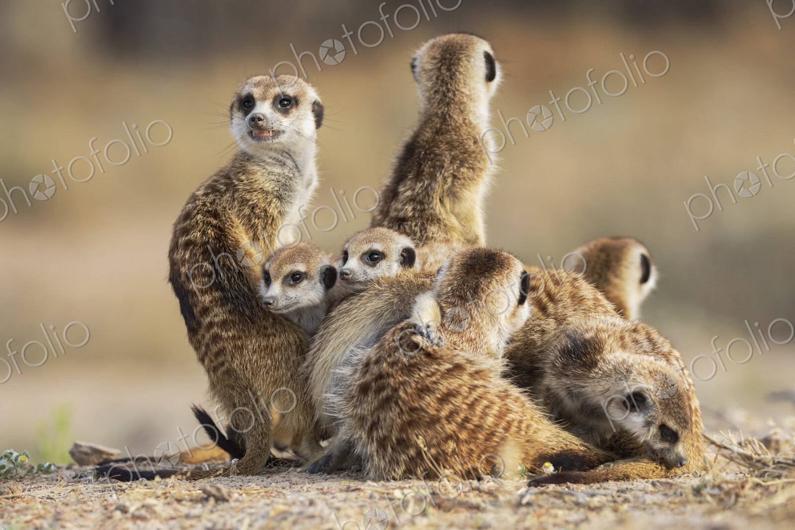 Meerkat, Suricata suricatta, a clan emerging from the burrow at dawn.