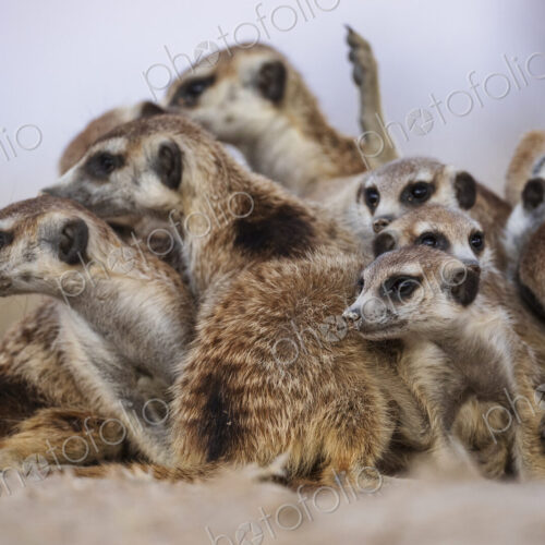 Meerkat, Suricata suricatta, a clan huddle at the end of the day at Kalahari Research…