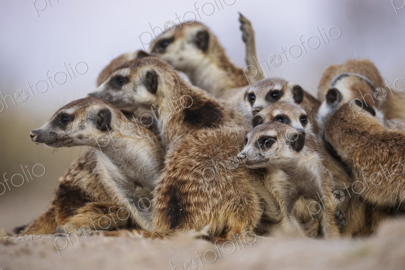 Meerkat, Suricata suricatta, a clan huddle at the end of the day at Kalahari Research…
