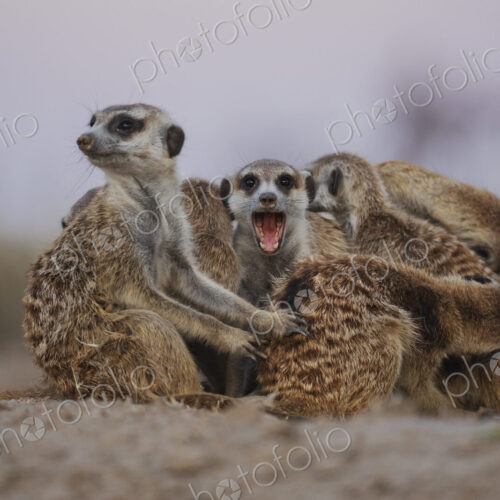 Meerkat, Suricata suricatta, a clan huddle at the end of the day at the Kalahari…