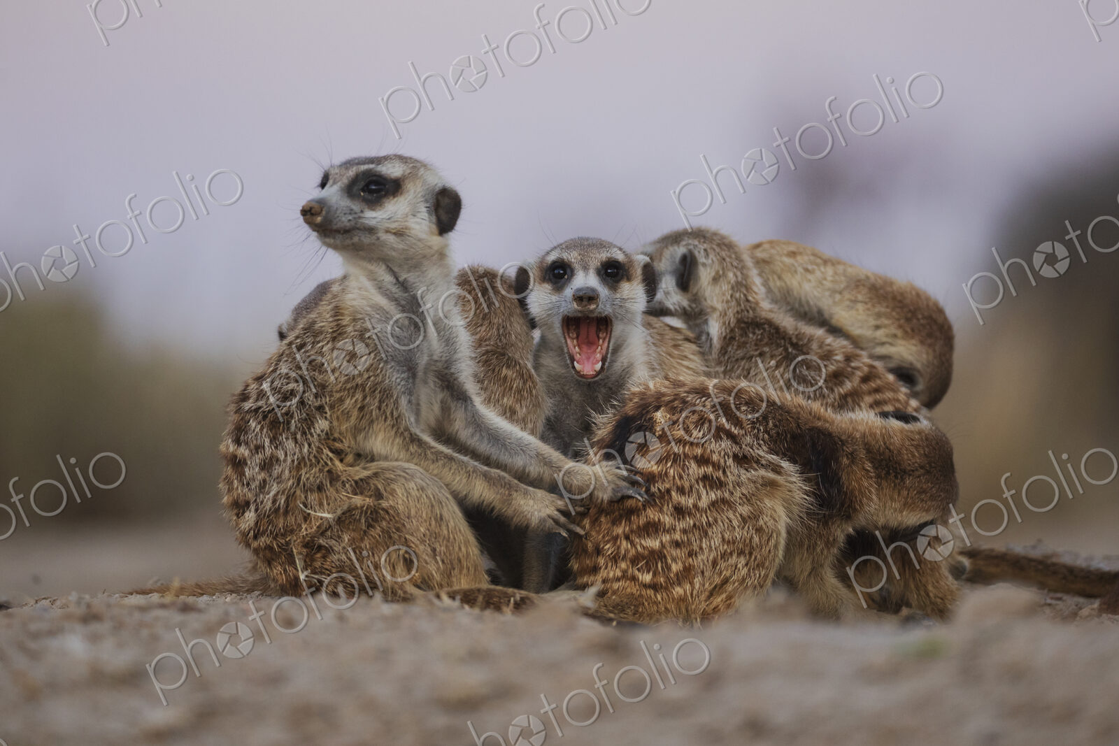 Meerkat, Suricata suricatta, a clan huddle at the end of the day at the Kalahari…