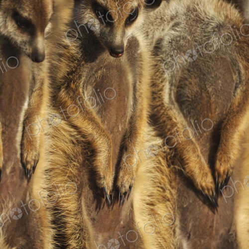 Meerkat, Suricata suricatta, a row of animals, claws on stomachs.