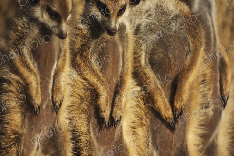 Meerkat, Suricata suricatta, a row of animals, claws on stomachs.