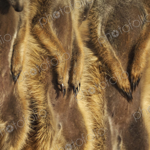 Meerkat, Suricata suricatta, a row of animals, claws on stomachs.