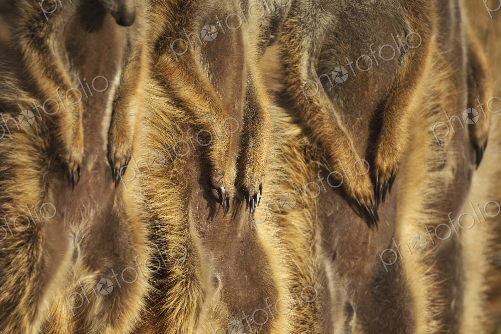 Meerkat, Suricata suricatta, a row of animals, claws on stomachs.