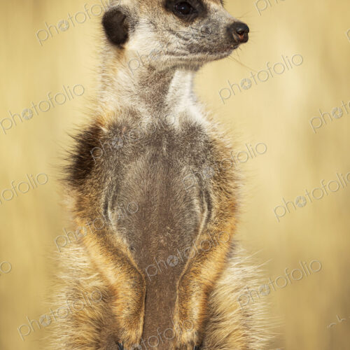 Meerkat, Suricata suricatta, a sentry alert and looking around. Meerkat, Suricata suricatta, a sentry alert and looking around.