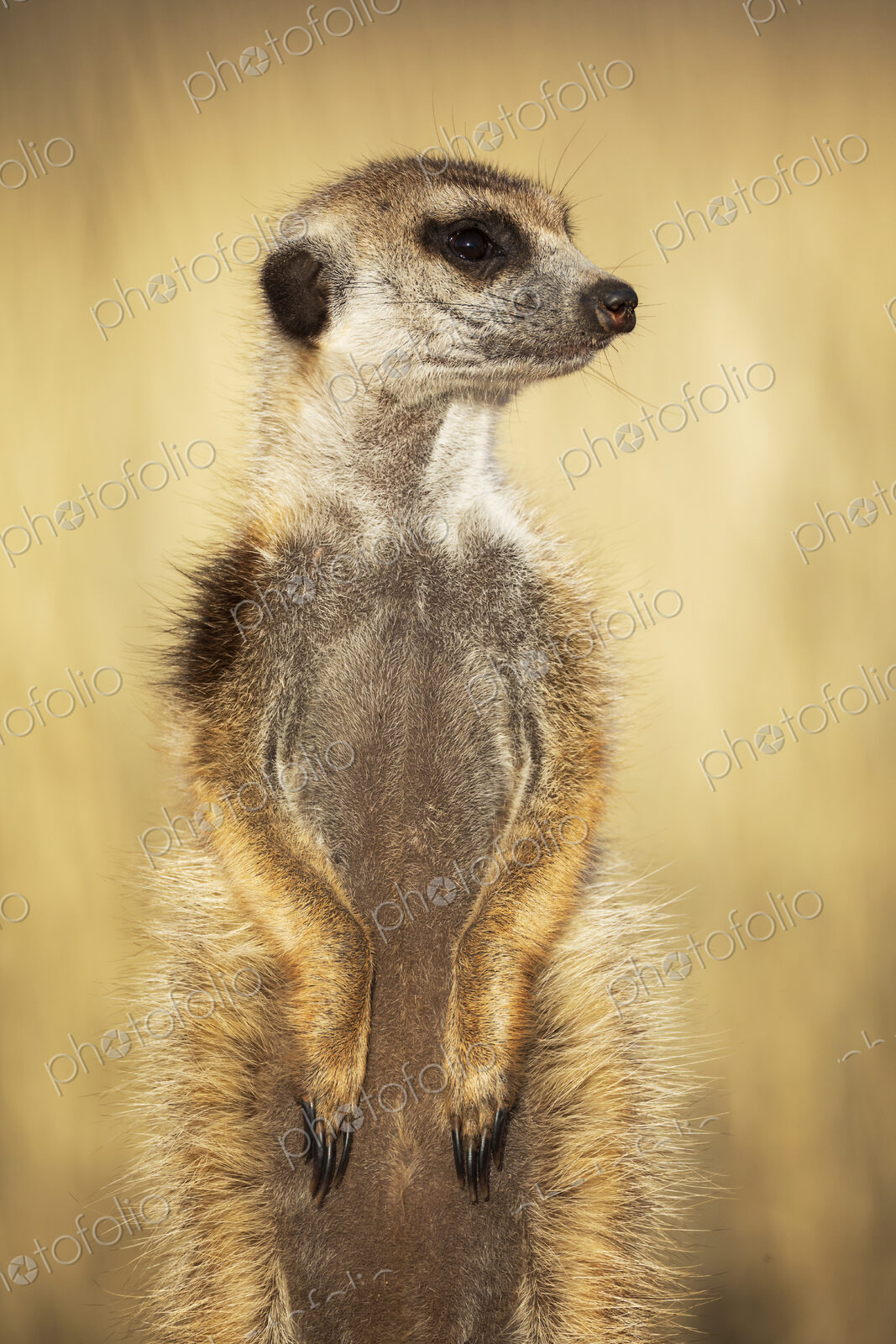 Meerkat, Suricata suricatta, a sentry alert and looking around.