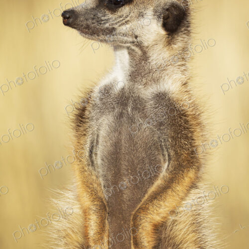 Meerkat, Suricata suricatta, a sentry alert in profile.
