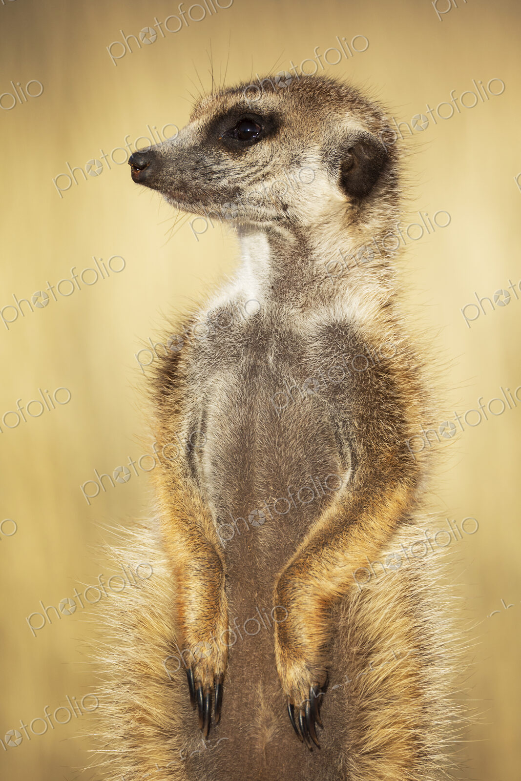 Meerkat, Suricata suricatta, a sentry alert in profile.