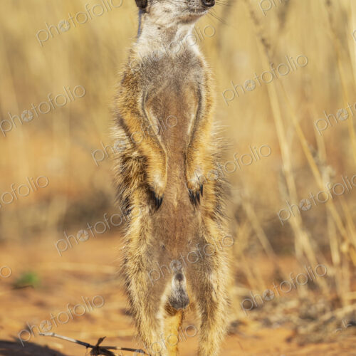 Meerkat, Suricata suricatta, a sentry animal on its back legs. Meerkat, Suricata suricatta, a sentry animal on its back legs.