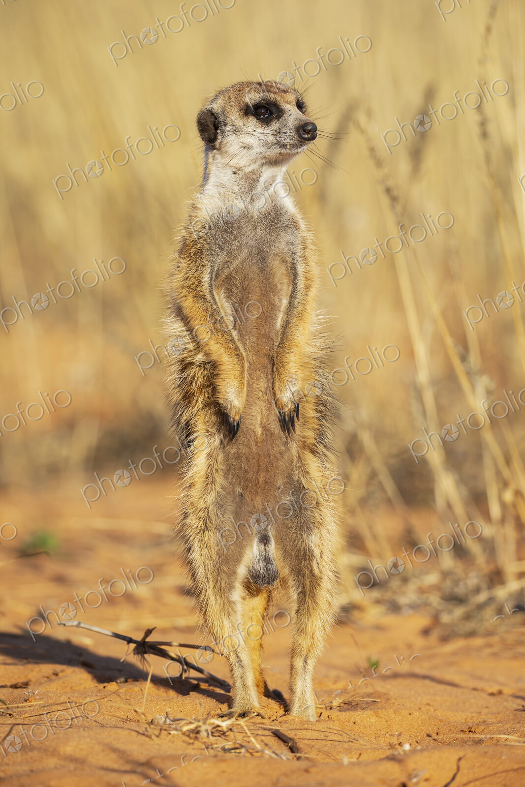 Meerkat, Suricata suricatta, a sentry animal on its back legs.