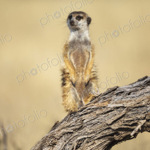 Meerkat, Suricata suricatta, a sentry looking around. Meerkat, Suricata suricatta, a sentry looking around.