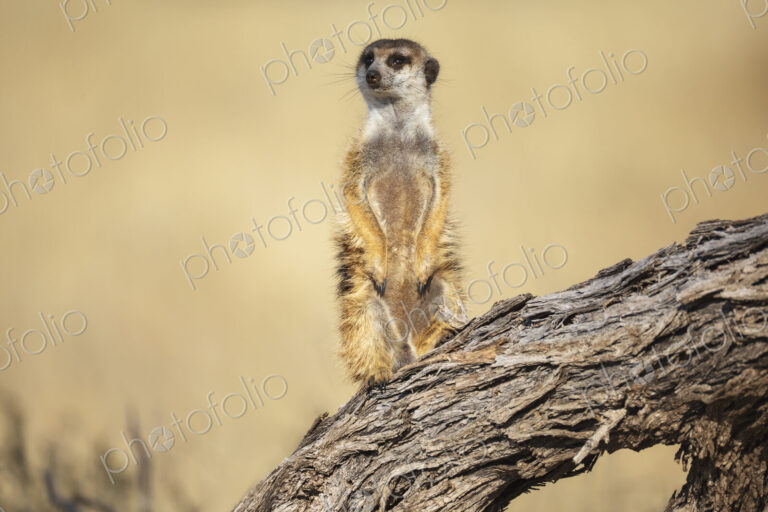Meerkat, Suricata suricatta, a sentry looking around.