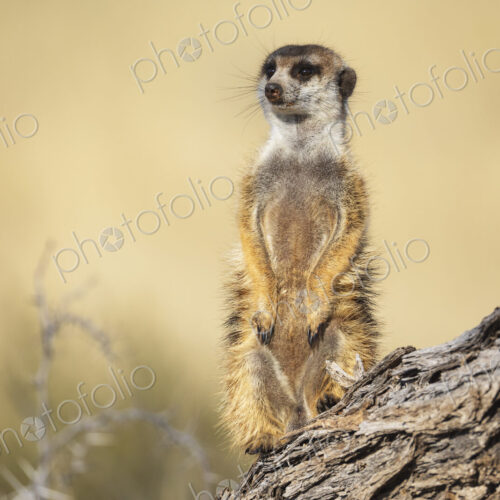 Meerkat, Suricata suricatta, a sentry looking around.