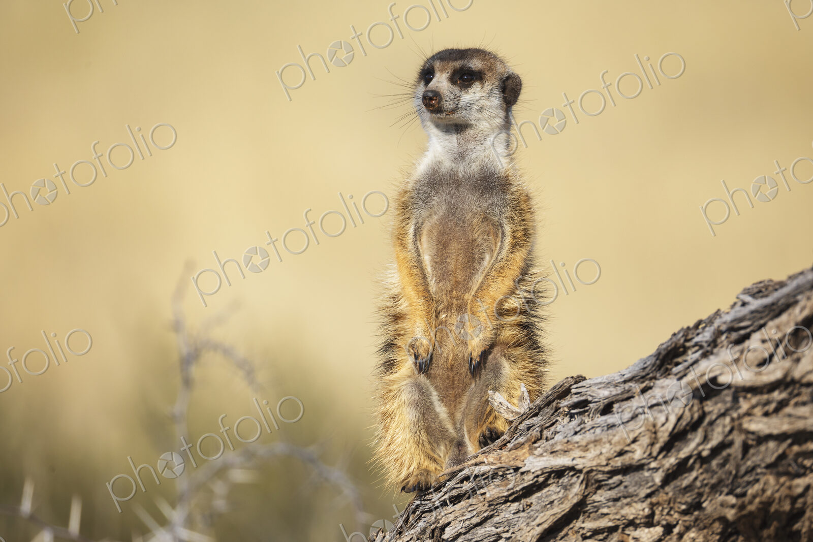 Meerkat, Suricata suricatta, a sentry looking around.