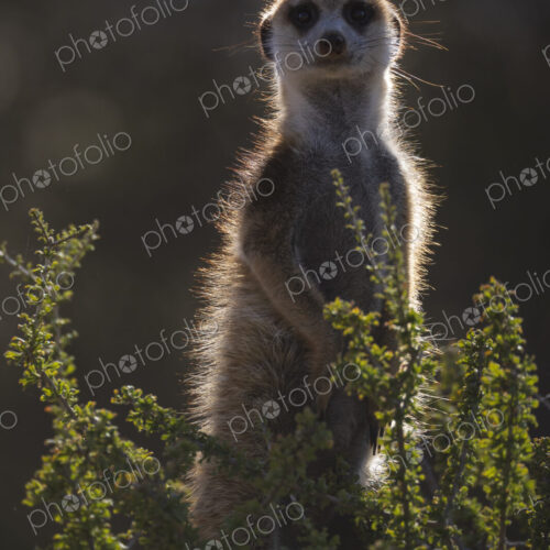Meerkat, Suricata suricatta, a sentry on alert, outlined and lit