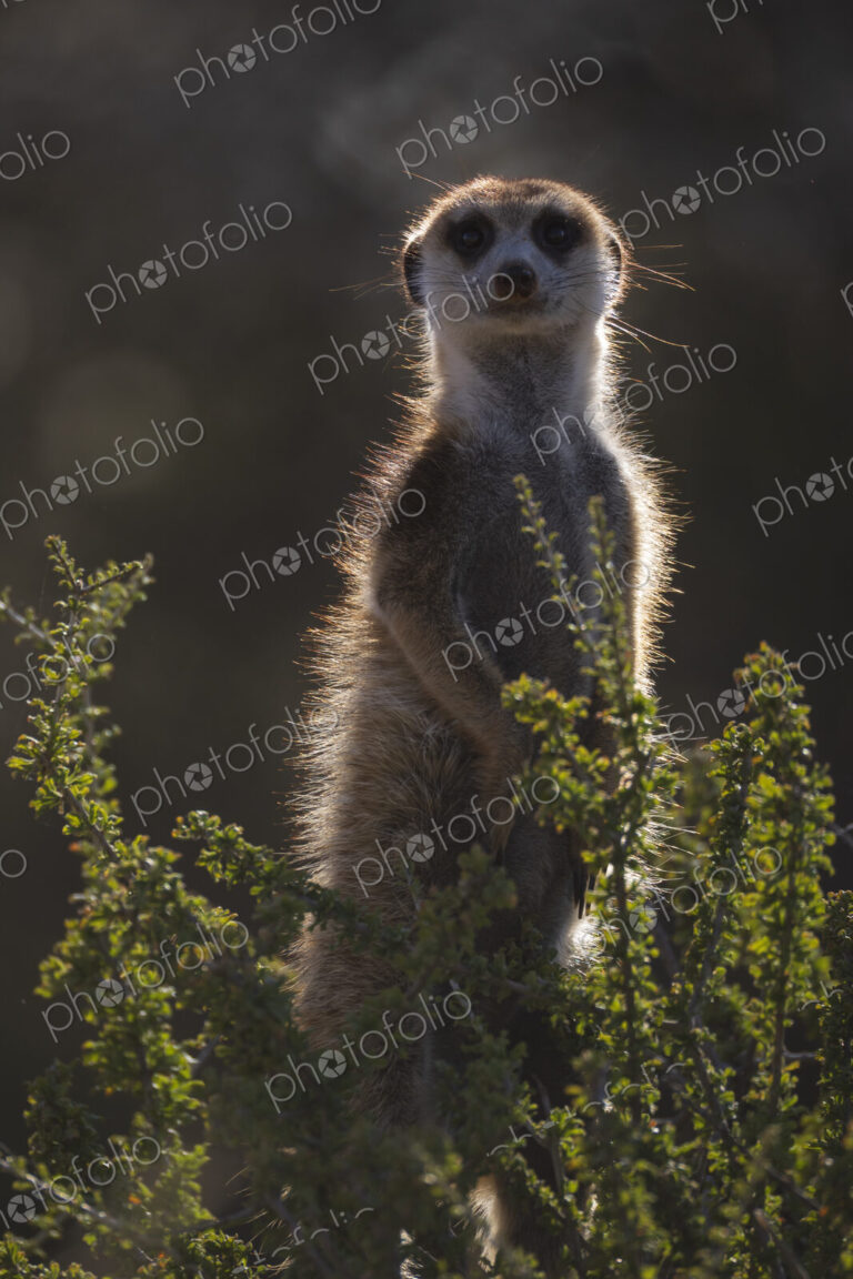 Meerkat, Suricata suricatta, a sentry on alert, outlined and lit