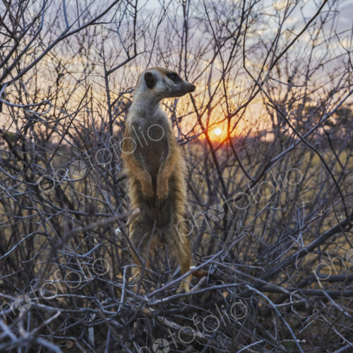 Meerkat, Suricata suricatta, a sentry on duty in a thicket of twigs at sunset.