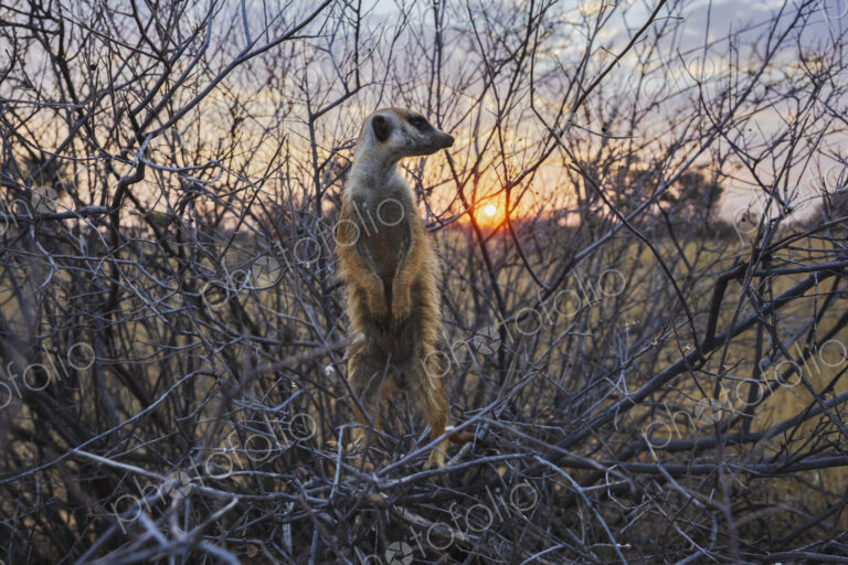 Meerkat, Suricata suricatta, a sentry on duty in a thicket of twigs at sunset.