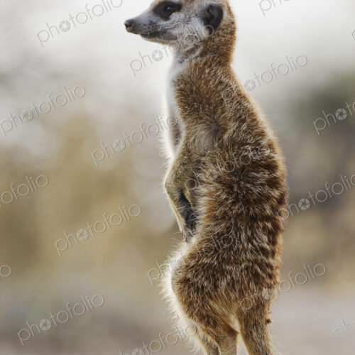 Meerkat, Suricata suricatta, an alert animal looking around at dawn. Meerkat, Suricata suricatta, an alert animal looking around at dawn.