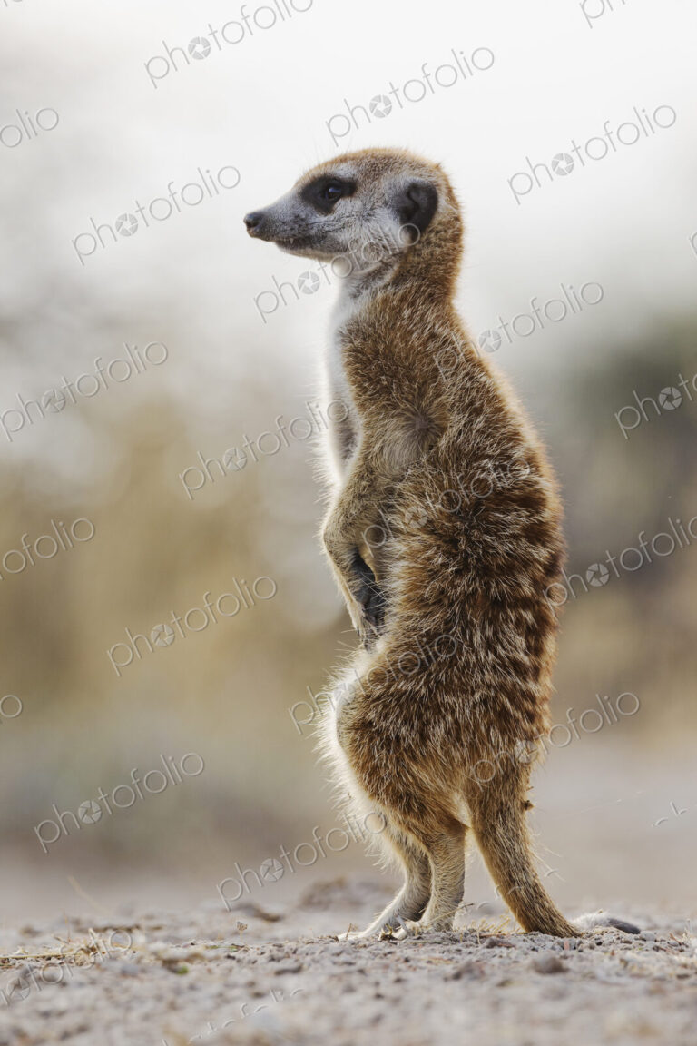 Meerkat, Suricata suricatta, an alert animal looking around at dawn.