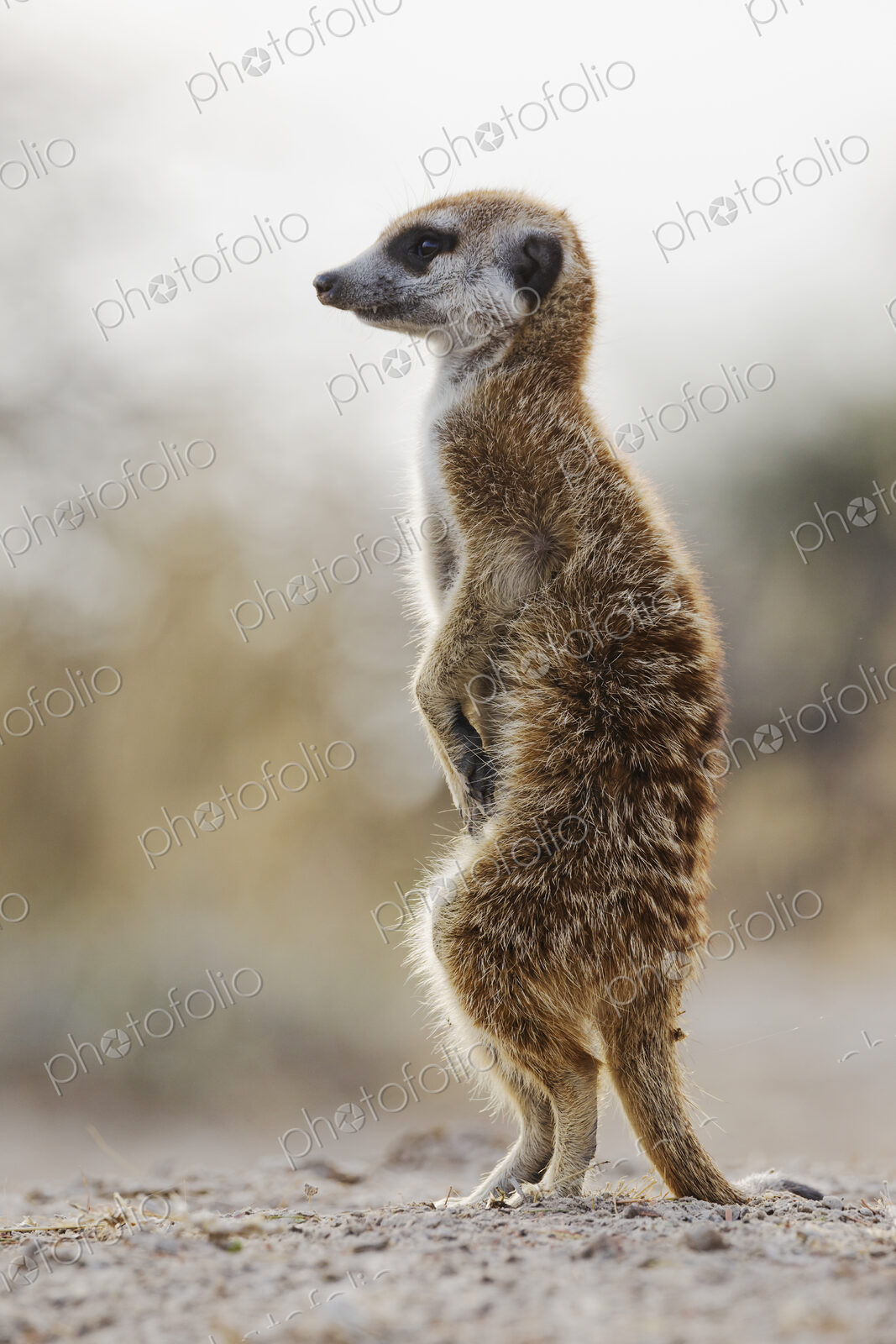 Meerkat, Suricata suricatta, an alert animal looking around at dawn.