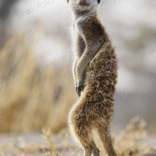 Meerkat, Suricata suricatta, an alert animal looking around at dawn.
