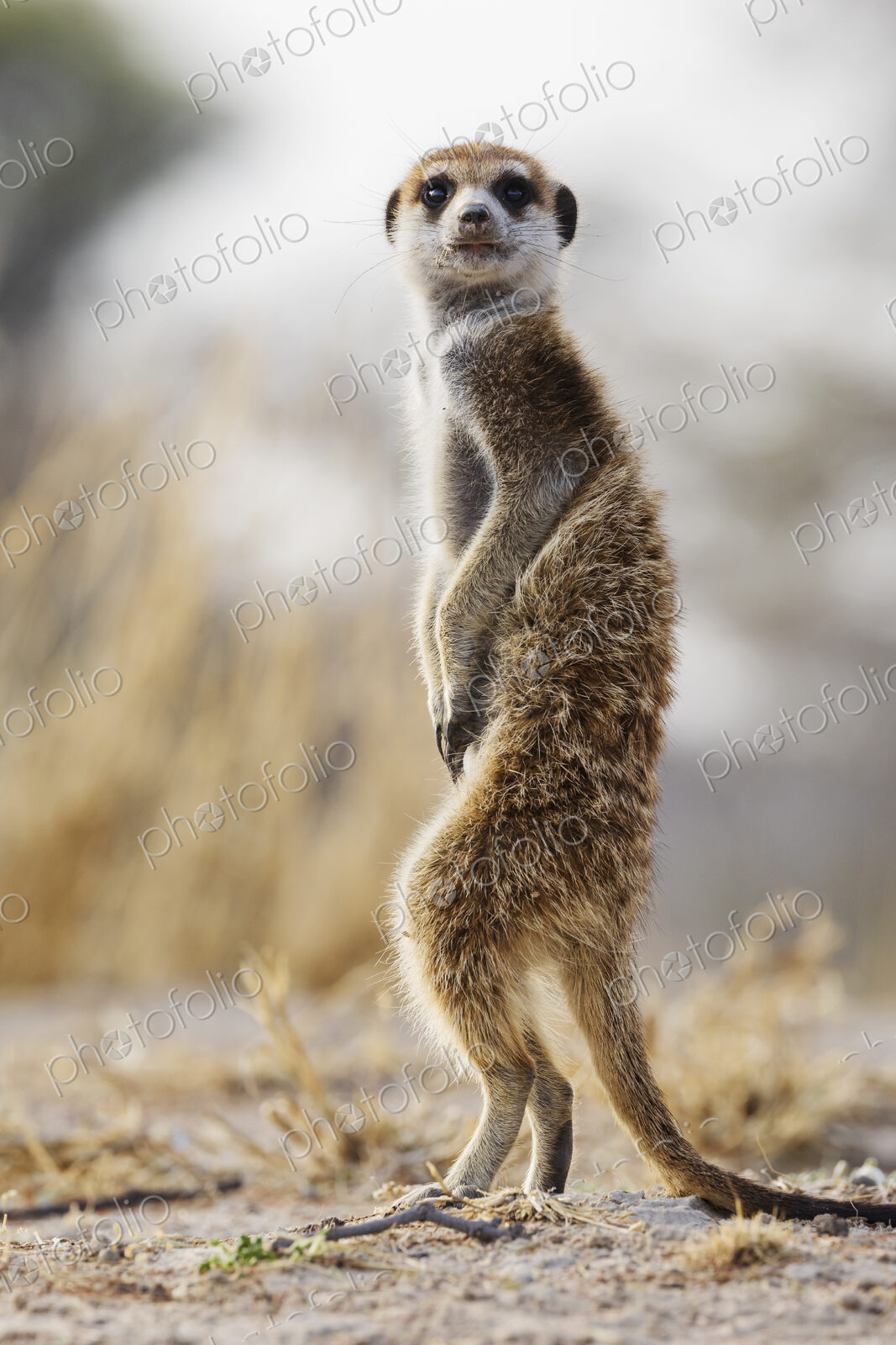 Meerkat, Suricata suricatta, an alert animal looking around at dawn.