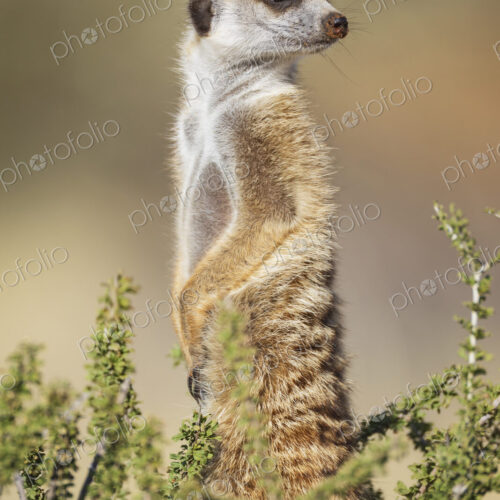 Meerkat, Suricata suricatta, an alert sentry Meerkat, Suricata suricatta, an alert sentry