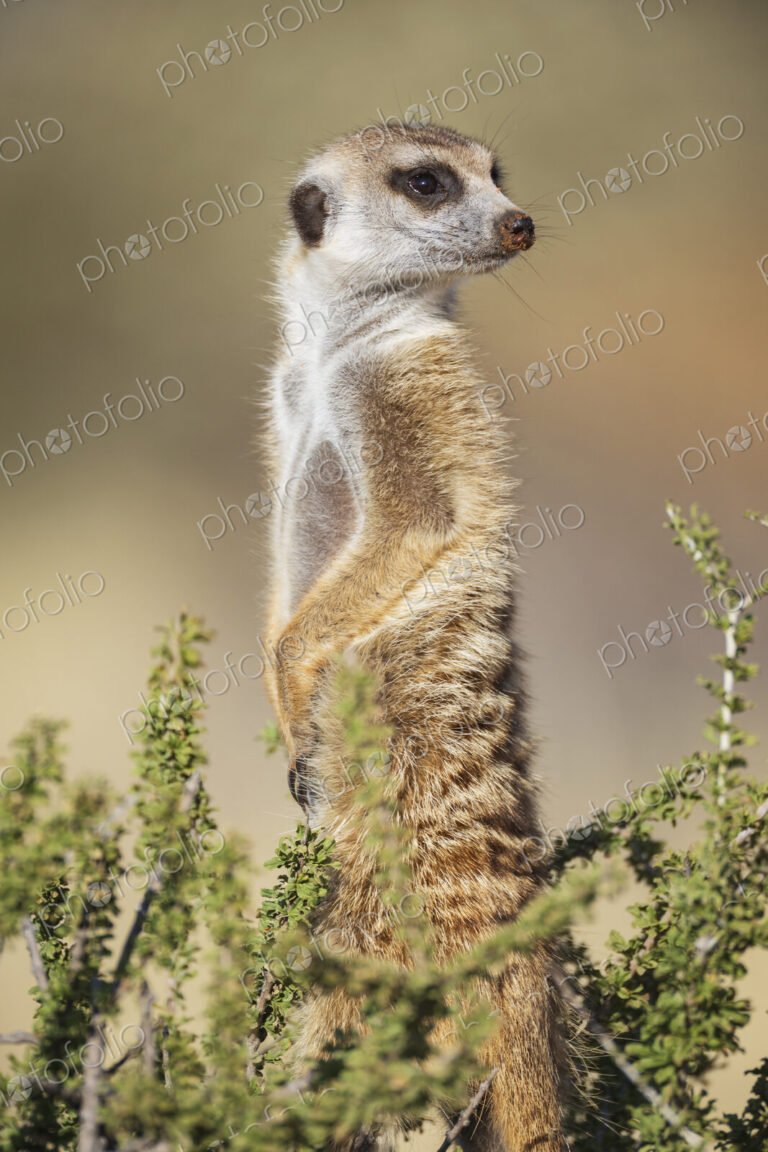 Meerkat, Suricata suricatta, an alert sentry