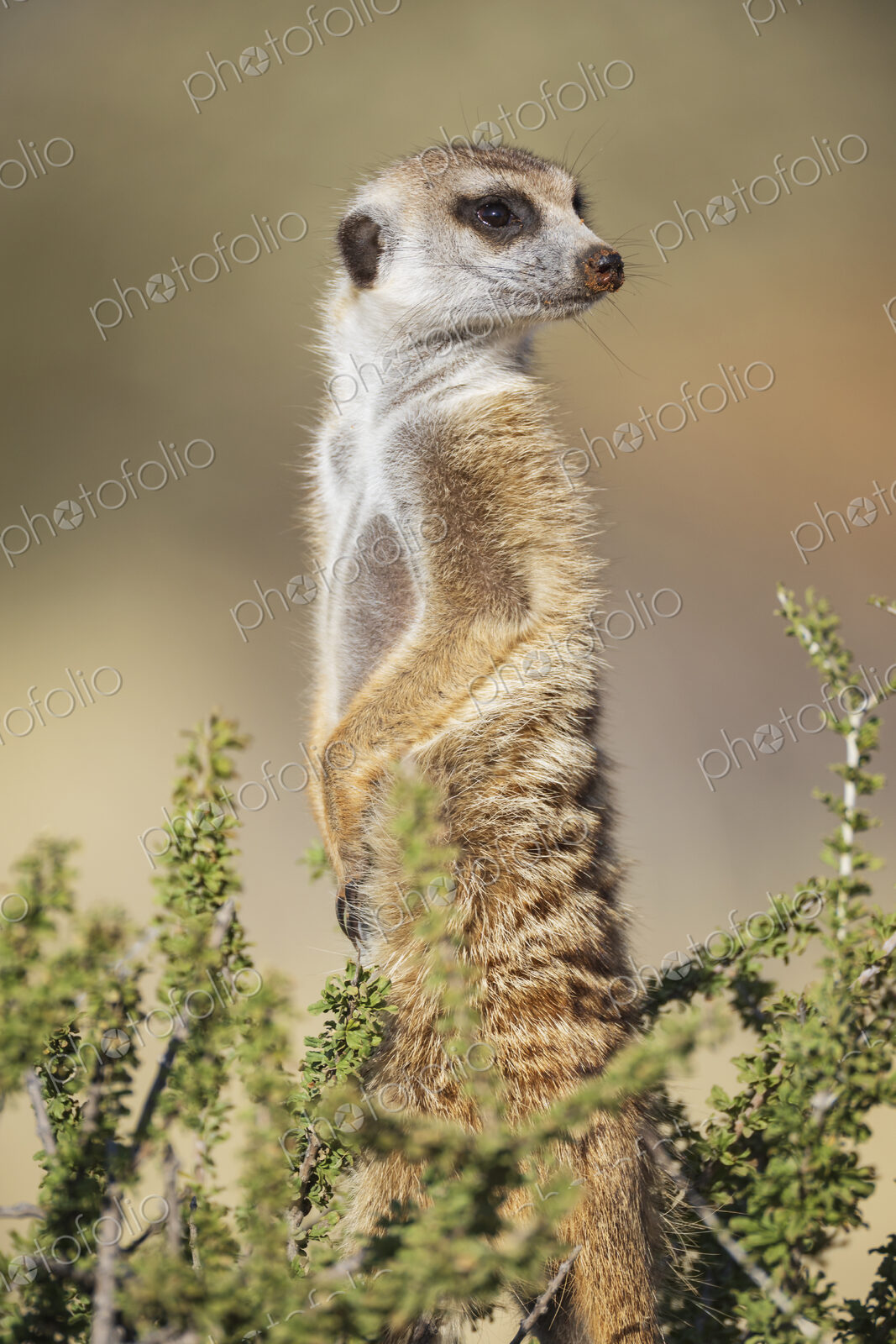 Meerkat, Suricata suricatta, an alert sentry