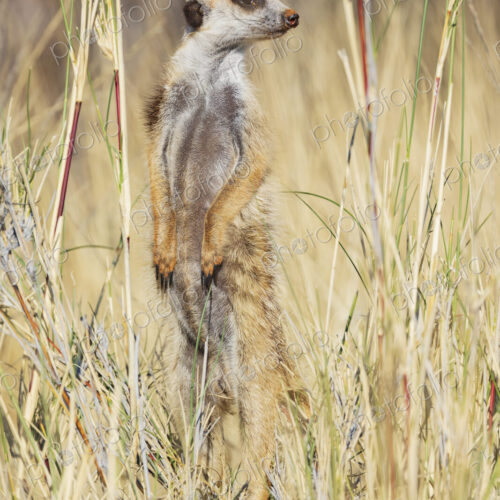 Meerkat, Suricata suricatta, an alert sentry at its post, looking around. Meerkat, Suricata suricatta, an alert sentry at its post, looking around.