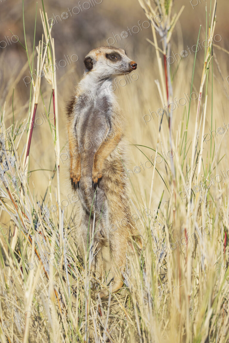 Meerkat, Suricata suricatta, an alert sentry at its post, looking around.