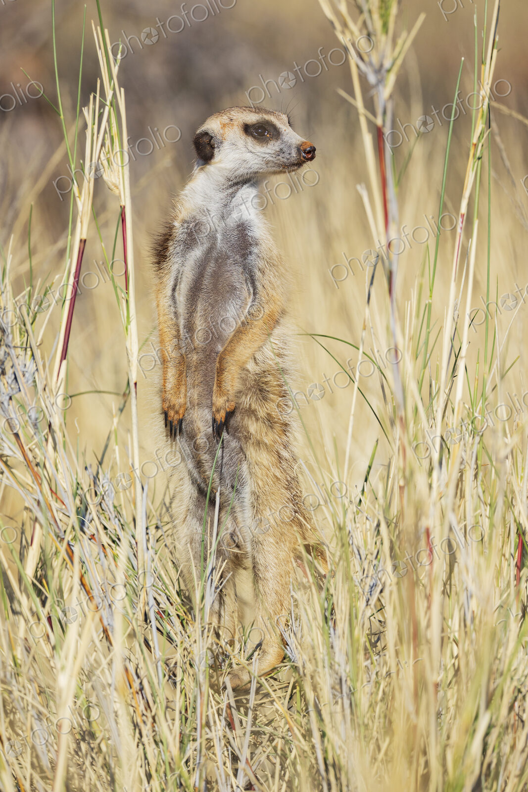 Meerkat, Suricata suricatta, an alert sentry at its post, looking around.