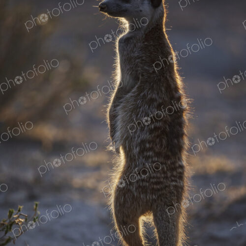 Meerkat, Suricata suricatta, an alert upright animal shaking off dusk, outlined by…