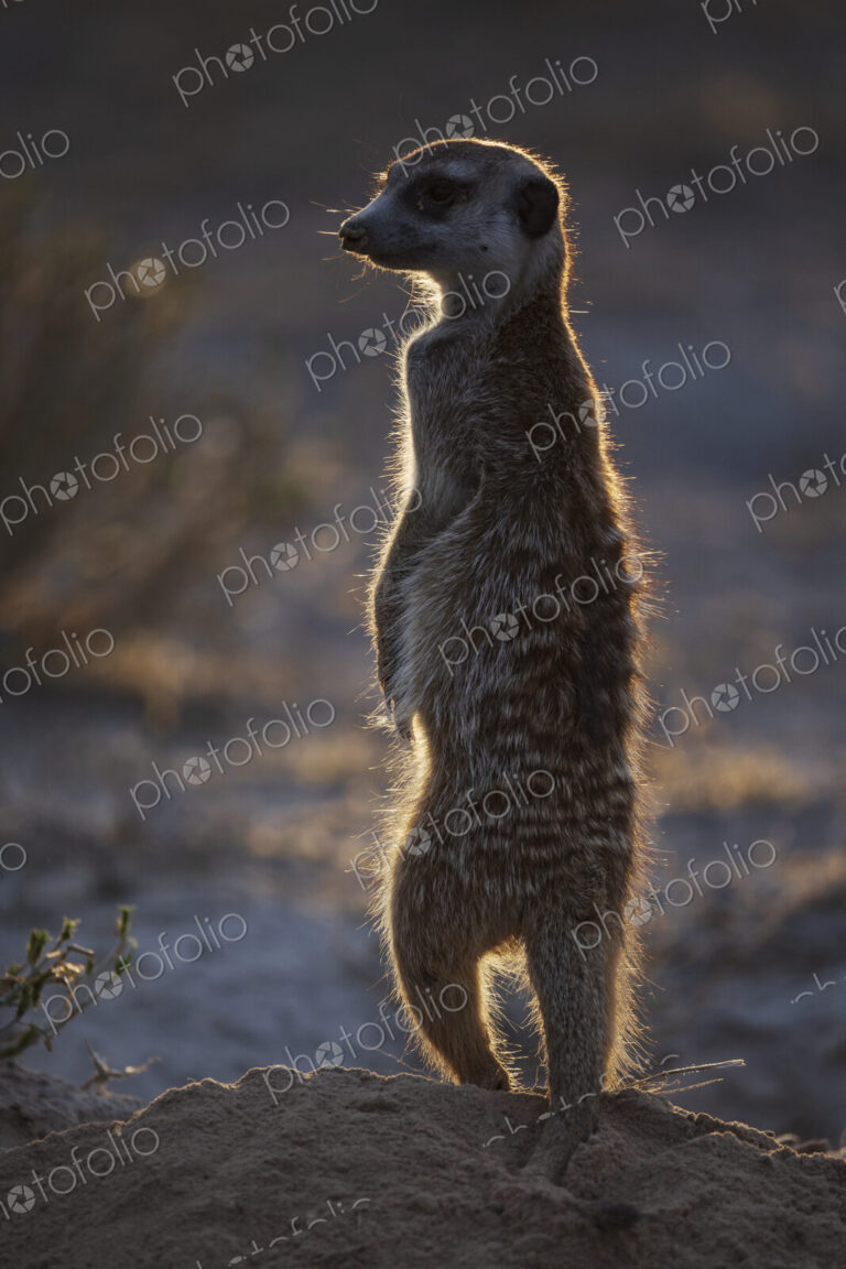 Meerkat, Suricata suricatta, an alert upright animal shaking off dusk, outlined by…