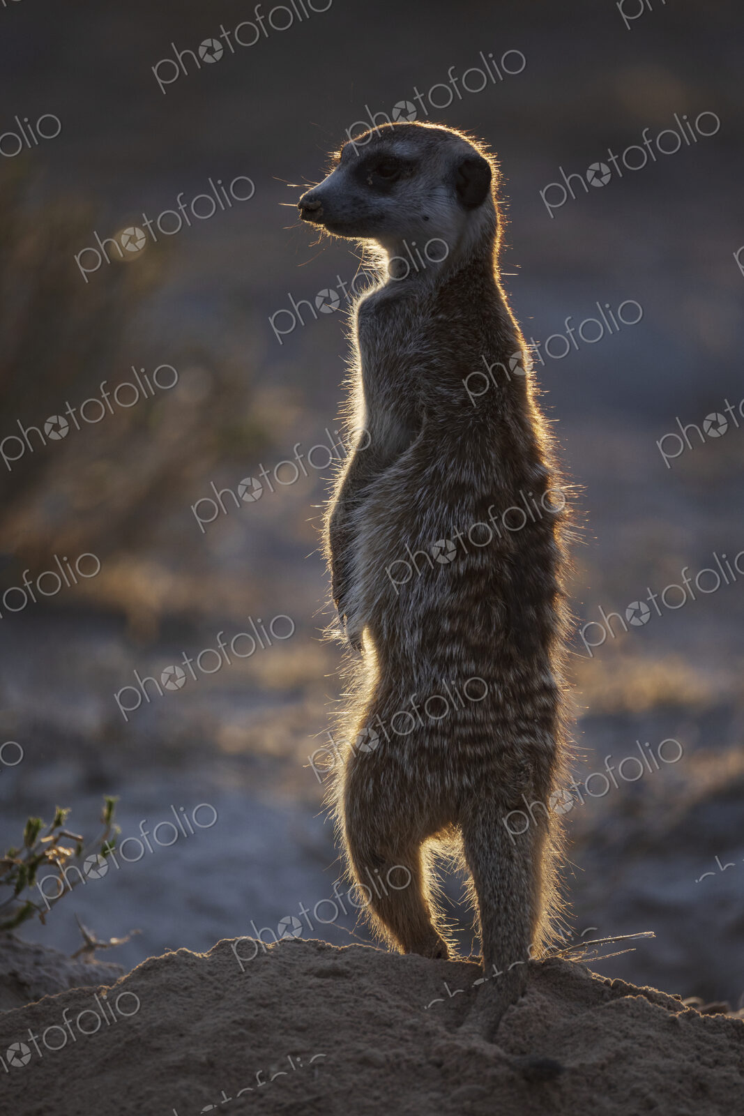 Meerkat, Suricata suricatta, an alert upright animal shaking off dusk, outlined by…